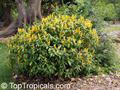 Pachystachys lutea